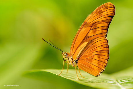 borboleta laranja empoleirada na folha verde em profundidade de fotografia de campo, dryas, mariposa, dryas, mariposa, Mariposa, Dryas iulia, laranja, borboleta, folha verde, profundidade de campo, fotografia, Benálmadena, animal, fauna, fotografia, macrofotografia, macroNikon D750, Tamron, 90mm, f / 2.8, ar livre, inseto, borboleta - inseto, natureza, animal Asa, vida selvagem, verão, close-up, beleza Na natureza, HD papel de parede HD wallpaper
