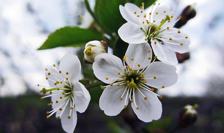 white flowers, flowers, photography, macro, cherry blossom, closeup, white flowers, plants, HD wallpaper