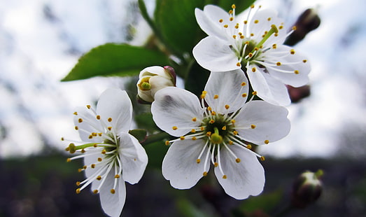 weiße Blumen, Blumen, Fotografie, Makro, Kirschblüte, Nahaufnahme, weiße Blumen, Pflanzen, HD-Hintergrundbild HD wallpaper