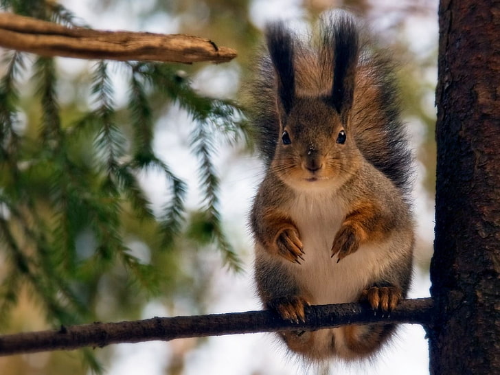 brown squirrel, sit, branch, forest, squirrel, HD wallpaper
