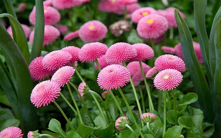Flower Pink Daisy Monterosa (bellis Perennis) Stauder Växter Bakgrund Högupplöst 3840 × 2400, HD tapet