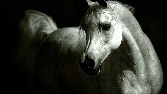 Сивият арабин, бял кон, домашни любимци, животни, сив арабий, понита, арабски, природа, кон, HD тапет HD wallpaper