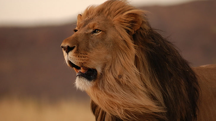 [صورة: mountain-lion-high-resolution-wallpaper-preview.jpg]