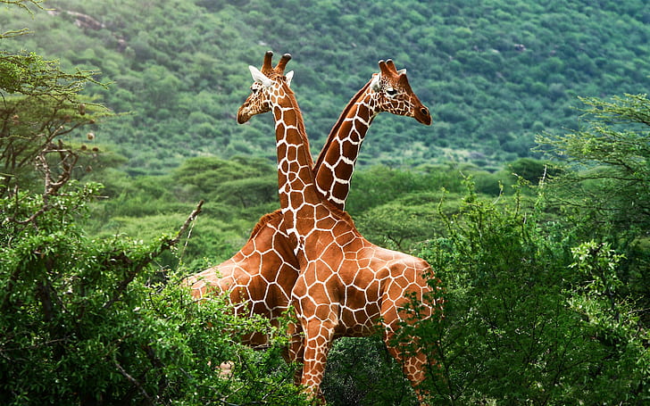 African savanna giraffes, two giraffe, African, Savanna, Giraffes, HD wallpaper