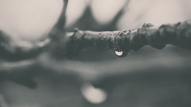 fotografia in scala di grigi di umidità su ramoscelli, gocce d'acqua, macro, ramo, monocromatico, calma, Sfondo HD