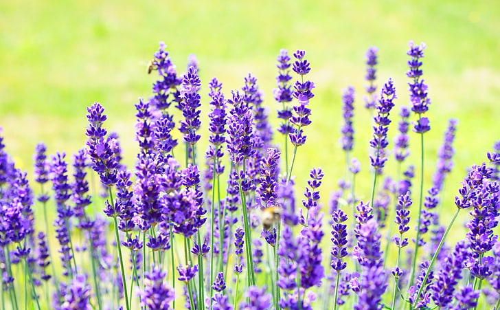 紫のラベンダー、紫のラベンダーの花、季節、春、自然、紫、夏、グリーン、庭、花、植物、ラベンダー、花びら、香り、草原、作物、植物学、フランス語、紫、香り、植物、花序、ハーブ、装飾的です、プロヴァンス、ハーブ、山菜、フラワーメドウ、薬用植物、ワイルドブルー、トゥルーラベンダー、ナローリーフラベンダー、ラバンデュラアングスティティフォリア、ラバンデュラオフィシナリス、ラバンデュラベラ、シソ科、香料工場、コテージガーデン、ホメオパシー、サマーフラワー、ガーデンフラワー、ラベンダー、ラベンダー、アロマ、ラベンダー、 HDデスクトップの壁紙