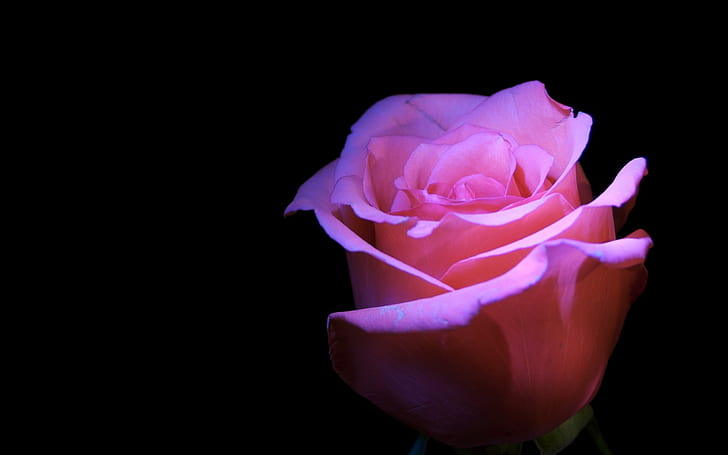 Rosa rosa, flor, fundo preto, rosa rosa, flor, fundo preto, HD papel de parede