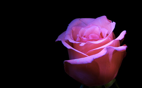 Розовая роза, цветок, черный фон, розовая роза, цветок, черный фон, HD обои HD wallpaper