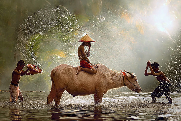 pantalones cortos rojos para hombres, tres niños jugando con búfalos de agua durante el día, niños, animales, agua, toro, Fondo de pantalla HD
