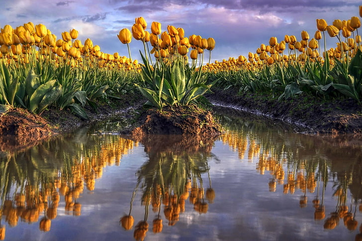 nature photography of yellow tulip flower field beside body of water, flowers, tulips, nature, HD wallpaper
