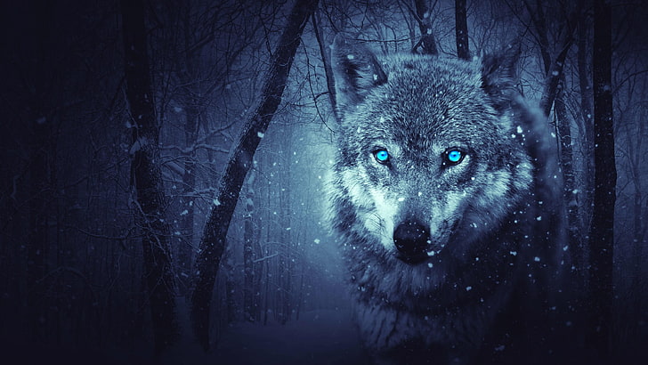 волк, зима, фэнтези, лес, снег, дикое животное, HD обои