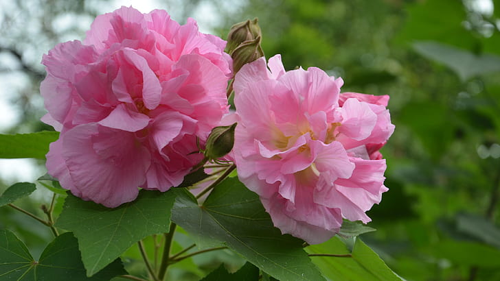 Kwiaty różowe, hibiskus mutabilis, różowe, kwiaty, hibiskus, mutabilis, Tapety HD
