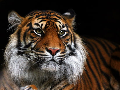 Tiger Wild Cat Muzzle для Android, черно-коричневый тигр, кошки, андроид, морда, тигр, дикий, HD обои HD wallpaper