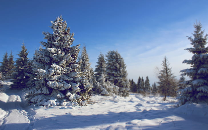 Snowed Fir, fir, snow, HD wallpaper