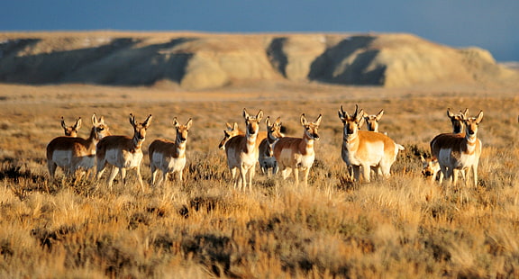 จิงโจ้สีน้ำตาลบนทุ่งสีน้ำตาลไวโอมิงไวโอมิง Sage ทุ่งหญ้าสเตปป์ไวโอมิงจิงโจ้ทุ่งสีน้ำตาล Pronghorn Antelope NWR USFWS การอนุรักษ์ธรรมชาติสัตว์ป่าธรรมชาติสัตว์สัตว์ในป่าซาฟารีสัตว์แอฟริกาละมั่งสัตว์เลี้ยงลูกด้วยนม , พื้นที่รกร้างว่างเปล่า, ทุ่งหญ้าสะวันนา, อุทยานแห่งชาติ, วอลล์เปเปอร์ HD HD wallpaper