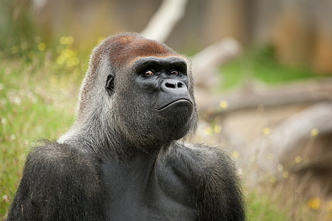 Обезьяна гориллы, горилла, обезьяна, примат, морда, глаза, HD обои HD wallpaper