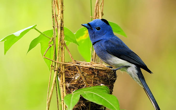 Gniazdo ptaka niebieski, niebieski, ptak, gniazdo, Tapety HD