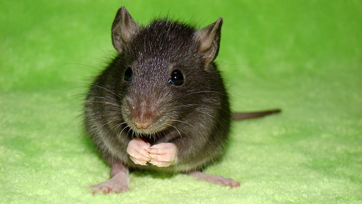 black mouse, macro, green, rats, rat, 1920x1080, Pets, pet, HD wallpaper