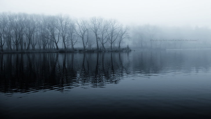 водно тяло, природа, мъгла, дървета, HD тапет