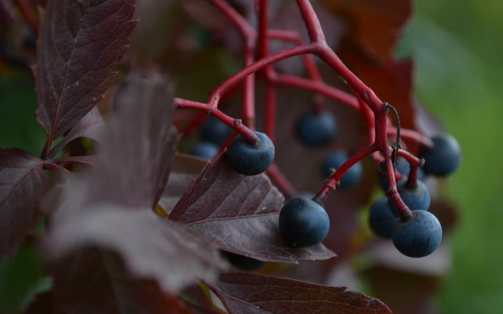 baies noires, raisins, baies, feuilles, branche, Fond d'écran HD