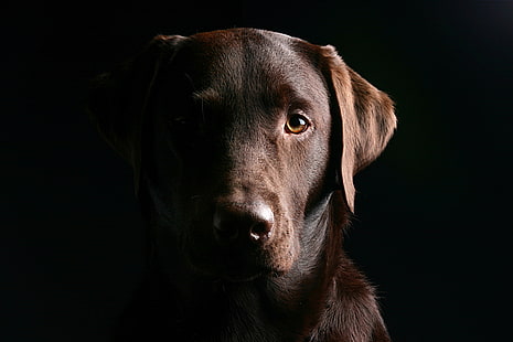 目、顔、犬、黒背景、ラブラドール、 HDデスクトップの壁紙 HD wallpaper