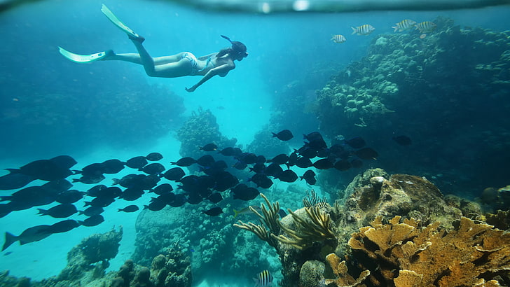 underwater coral reef image, HD wallpaper