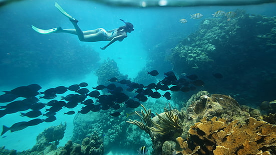 immagine subacquea della barriera corallina, Sfondo HD HD wallpaper