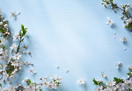 زهور ، ربيع ، تفاح ، خشب ، أزرق ، زهر، خلفية HD HD wallpaper
