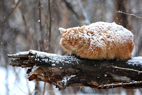 chat, neige, hiver, dehors, animaux, Fond d'écran HD HD wallpaper