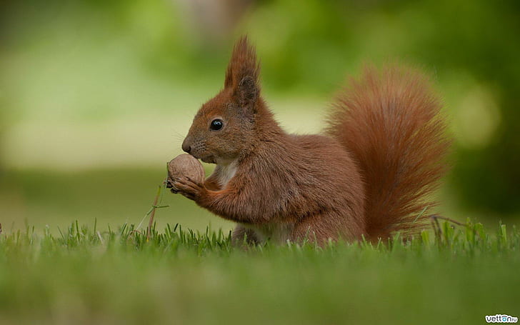 Sweet Squirrel, almond, squirrel, grass, green, animal, animals, HD wallpaper