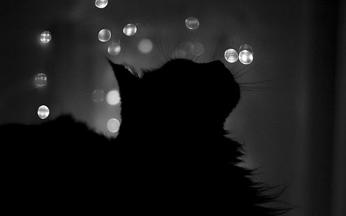 gato negro, gato, noche, silueta, bokeh, animales, monocromo, Fondo de pantalla HD HD wallpaper
