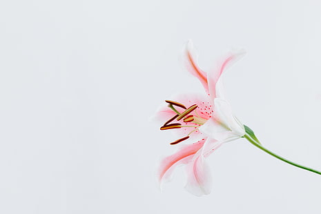 بتلات الزهور ، بتلات ، الزهور ، بساطتها ، بيضاء ، خلفية بيضاء ، بسيطة ، طبيعة ، وردي، خلفية HD HD wallpaper