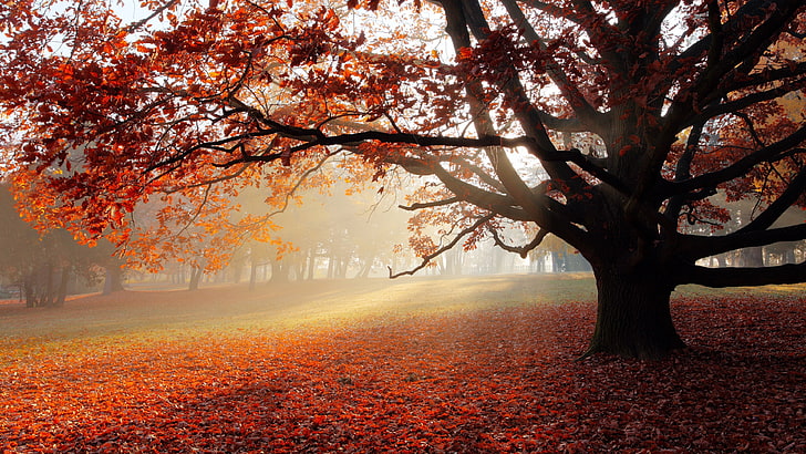 Orangenbaum, Natur, Laub, Herbst, Nebel, rot, Blätter, Sonnenlicht, Bäume, Park, Feld, HD-Hintergrundbild