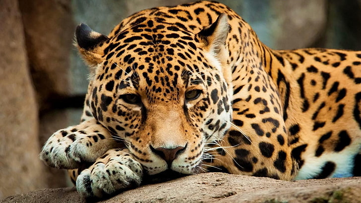 jaguar, terrestrial animal, wildlife, wild cat, mammal, fauna, wild animal, big cat, whiskers, zoo, HD wallpaper