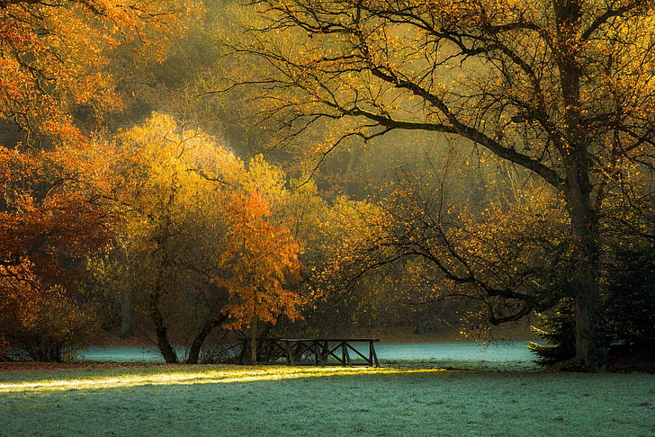 brązowy drewniany obraz w ramie drzew, krajobraz, natura, światło słoneczne, jesień, poranek, drzewa, trawa, mróz, park, Czechy, liście, Tapety HD