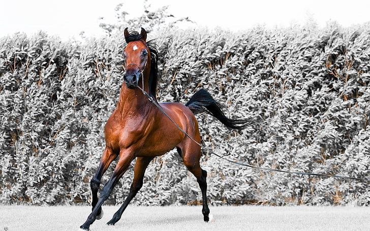 brown horse, horse, running, harness, HD wallpaper