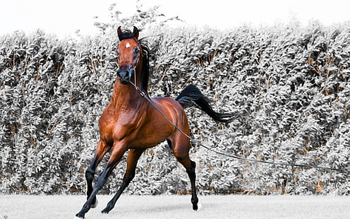 braunes Pferd, Pferd, Laufen, Geschirr, HD-Hintergrundbild HD wallpaper