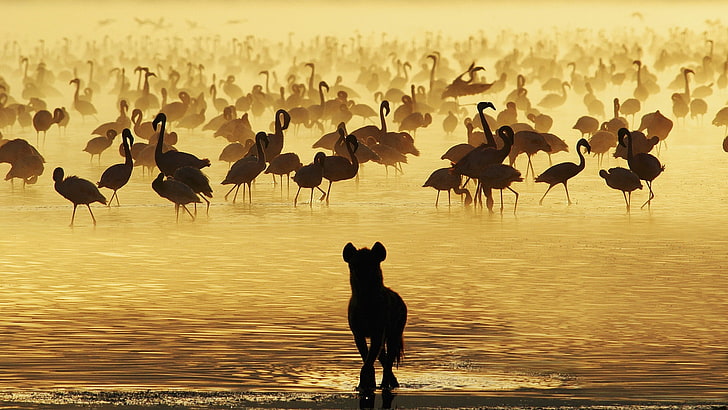 Silhouette von Tieren, Wasser, Hyäne, Flamingo, HD-Hintergrundbild