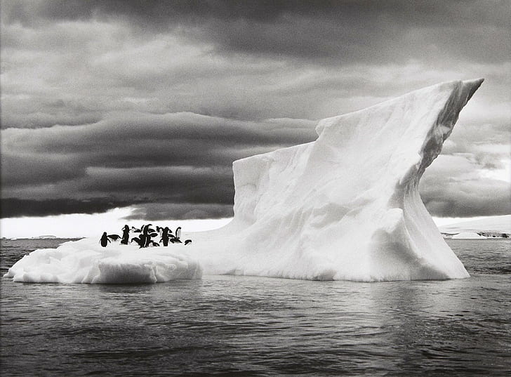 naturaleza paisaje animales pingüinos de hielo iceberg monocromo sebastiao salgado antártida nubes de mar fotografía, Fondo de pantalla HD