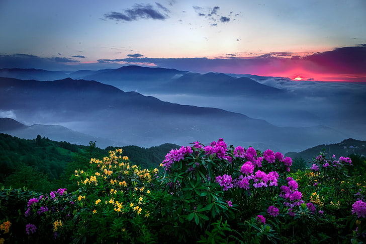 lila und gelbe Blumen, Berge, Blumen, Sonnenuntergang, Nebel, Wolken, Himmel, rosa Blumen, gelbe Blumen, Pflanzen, HD-Hintergrundbild