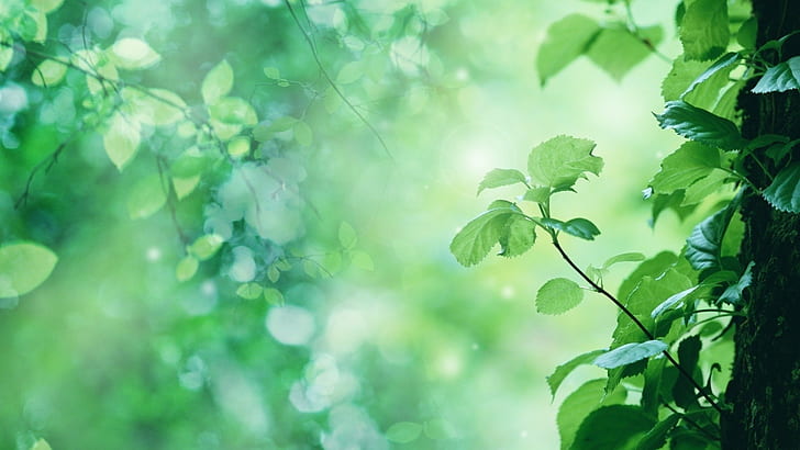 Green Plant Leaves HD, grönt blad, natur, grönt, blad, växt, HD tapet
