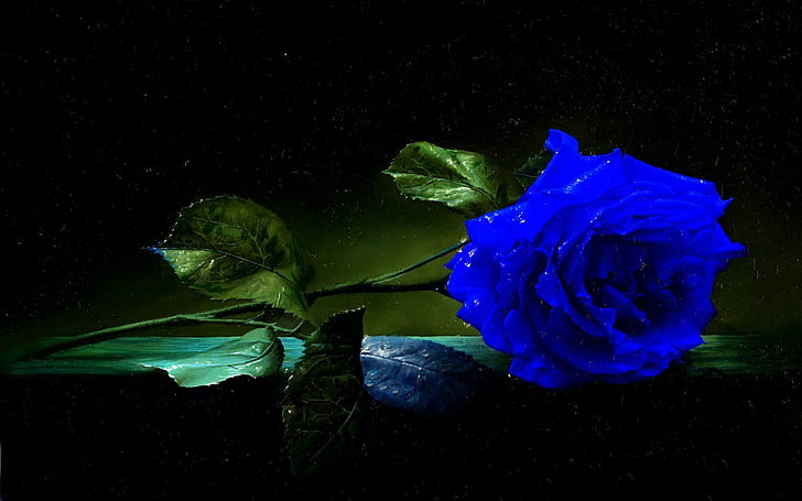 A Blue Rose, leaves, blue, table, stem, rose, 3d and abstract, HD wallpaper