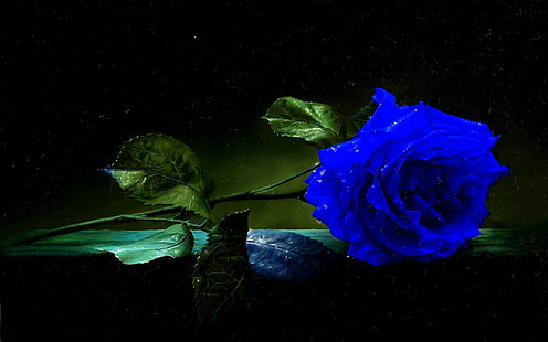 A Blue Rose, leaves, blue, table, stem, rose, 3d and abstract, HD wallpaper HD wallpaper