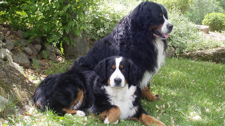 iki yetişkin bernese dağ köpekleri, köpek, çift, çimen, yalan, HD masaüstü duvar kağıdı