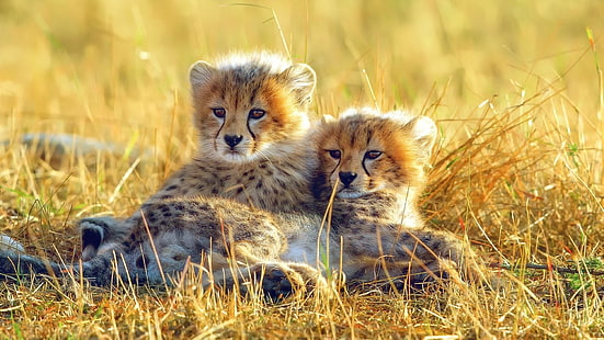 Koty, gepardy, małe zwierzątka, młode, trawa, dzikie zwierzęta, Tapety HD HD wallpaper