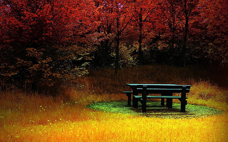 blue wooden picnic table set, black wooden picnic table, fall, bench, colorful, trees, landscape, nature, HD wallpaper