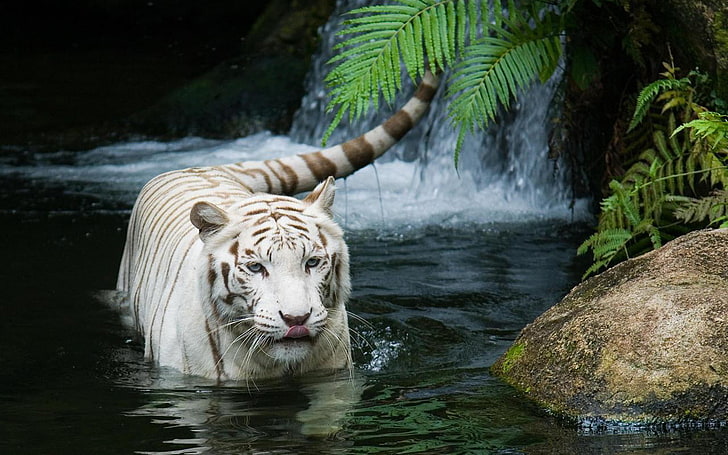 White Tiger Beautiful, white, Beautiful, Tiger, HD wallpaper