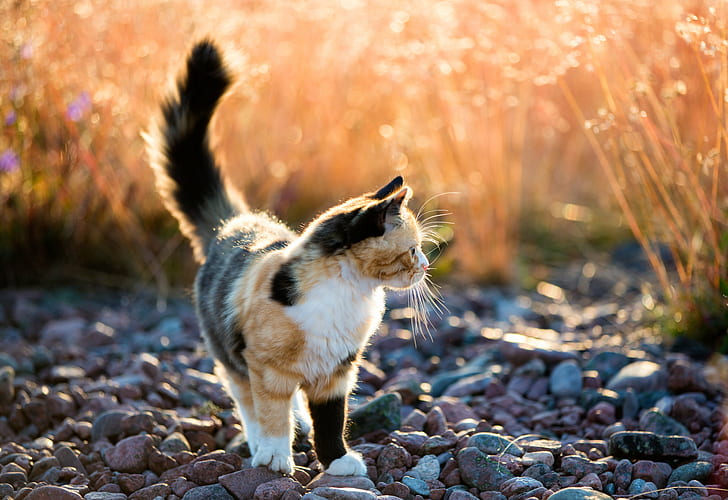 Calico Cat, ходене по сиво каменно поле по време на снимка отблизо през деня, Calico Cat, ходене по, сиво, каменно поле, през деня, в близък план, снимка, Canon EF, mm, f / 2, USM, Canon EOS 5D Mark III, Sverige, Швеция, Västernorrlands län, животно, домашни любимци, сладък, домашна котка, природа, бозайник, на открито, HD тапет