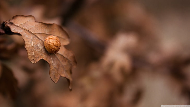 rund brun insekt på brunt blad tapet, selektivt foto av brunt blad, natur, löv, höst, HD tapet