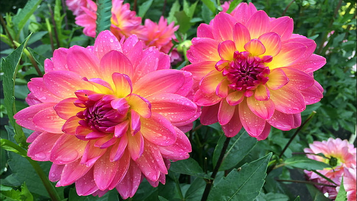 Dahlia Mystic Pink Yellow Garden Plants Ultra HD Fondos de pantalla para teléfonos móviles de escritorio y portátiles 3840 × 2160, Fondo de pantalla HD